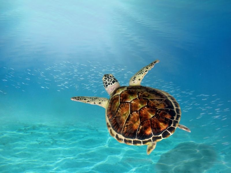 <p>Viaggio alle Maldive - Tartarughe marine</p>